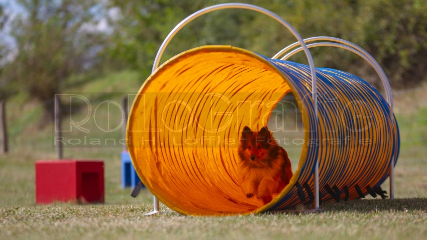 Jogis Hundeschule 021