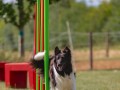 Jogis Hundeschule 030