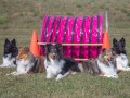 Jogis Hundeschule 050