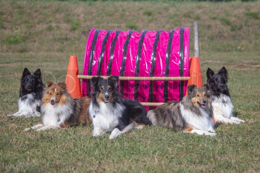 Jogis Hundeschule 052