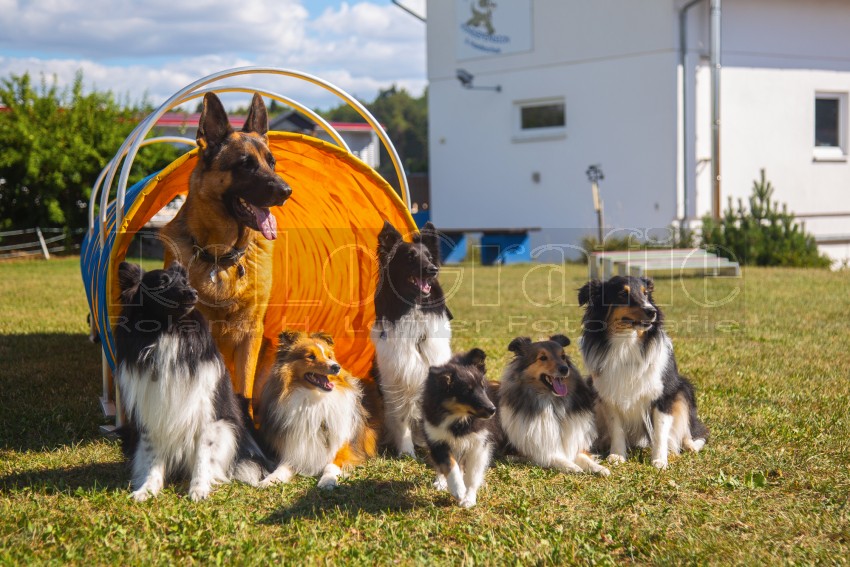 Jogis Hundeschule 074